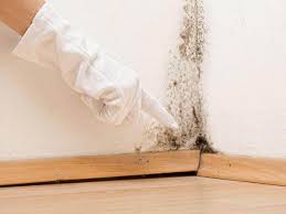 Best Mold Odor Removal Services  in Piney, AR